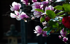 古刹に咲くモクレン/私的花・草木