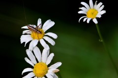 花・草木＋α/除虫菊とバッタ？