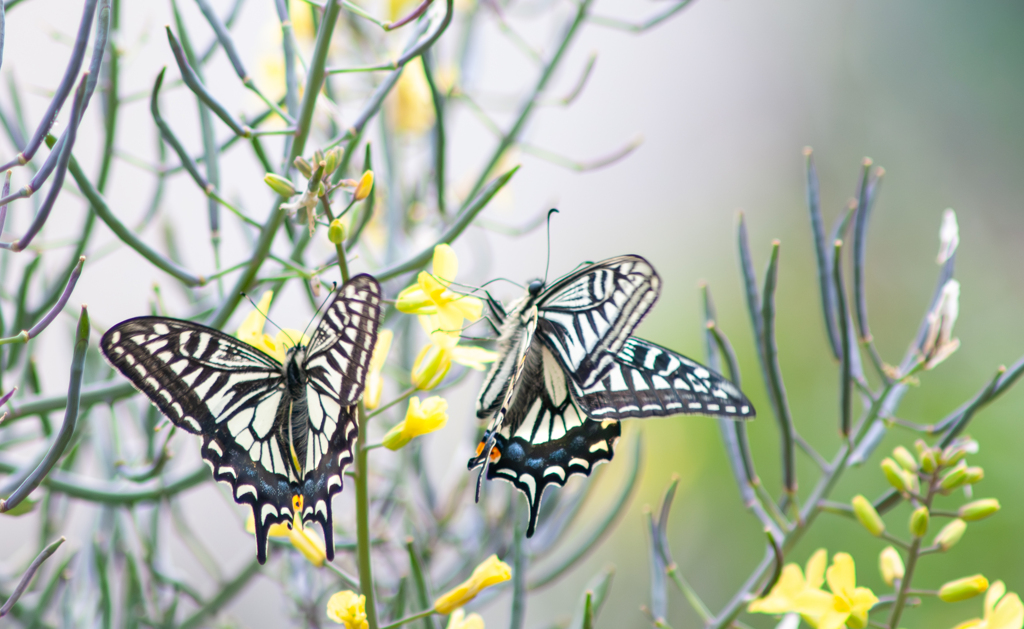 630mmのチョウ・4 by 今田三六 （ID：13471464） - 写真共有サイト:PHOTOHITO