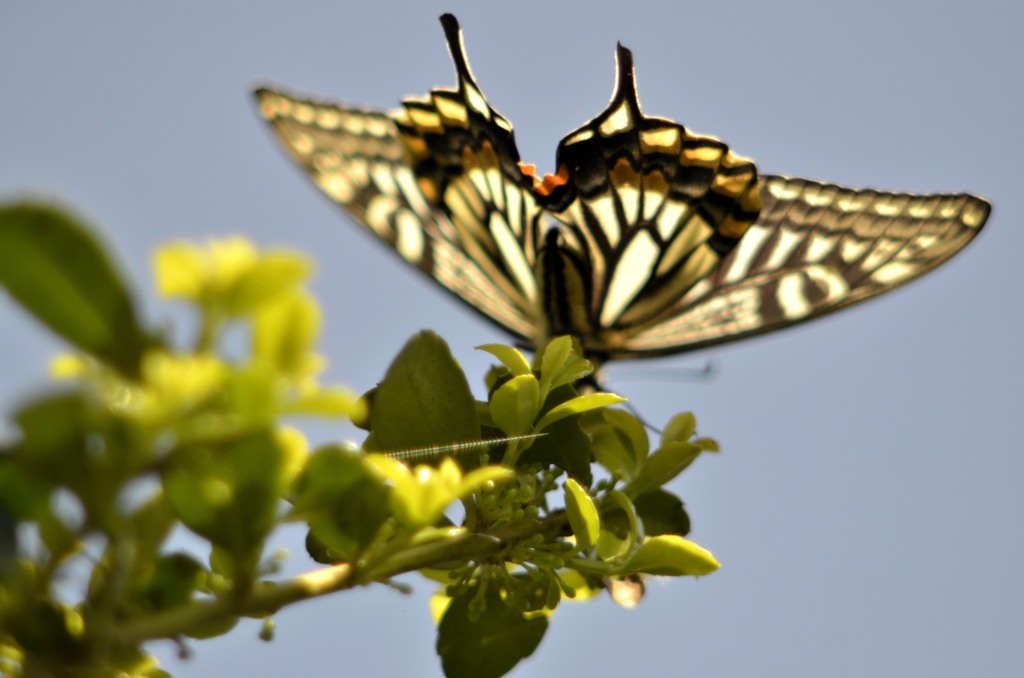 後ろからのアゲハ/花・草木＋α