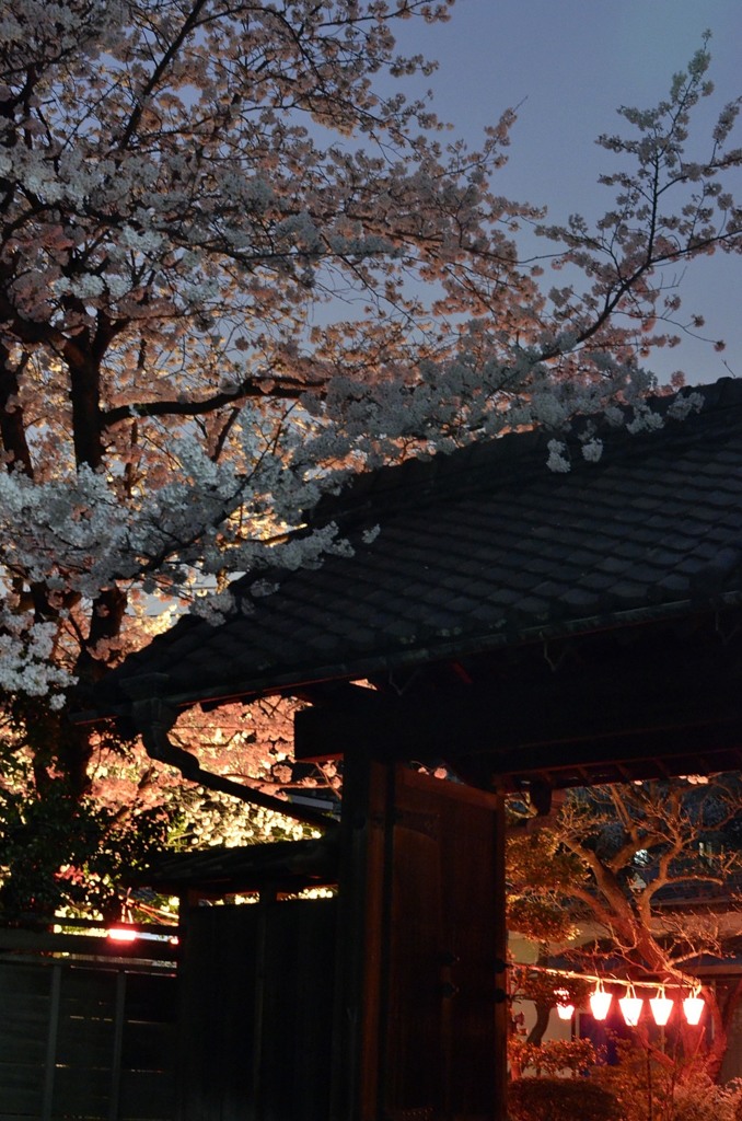 サイズ変換再投稿/横浜の桜
