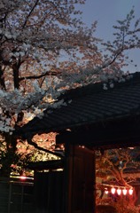 サイズ変換再投稿/横浜の桜