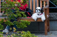 写真句/犬と来て