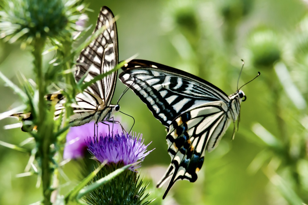 アタック！・6 / 私選二頭撮り