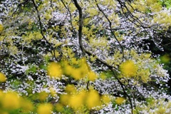 黄色と桜色