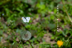 ツマキチョウ 2 / 私的写真句