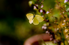 冬キチョウ飛ぶ！/(新)花・草木＋α