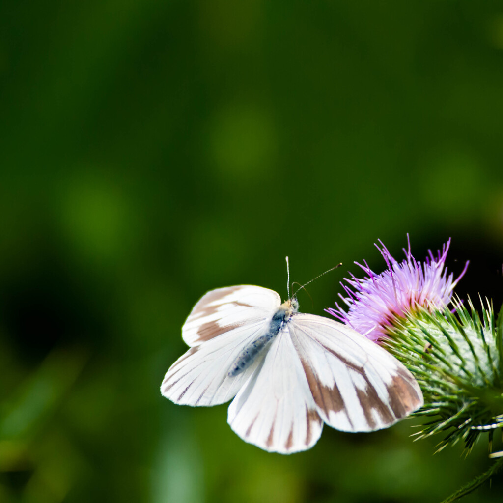 続・飛ぶモンシロ