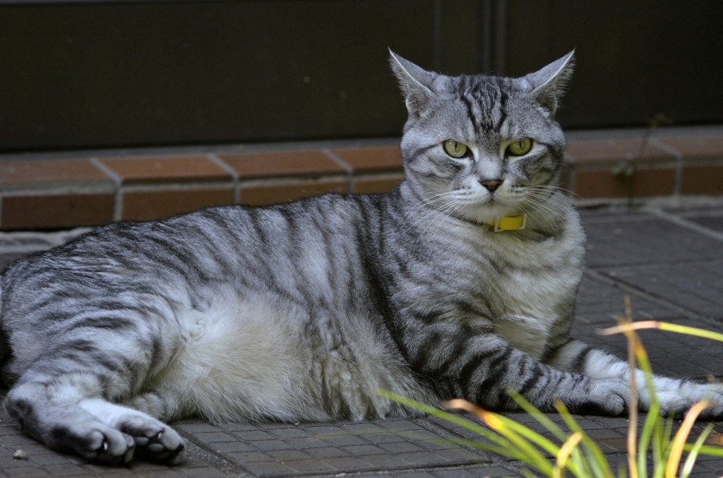 猫/なんか堂々としているなー