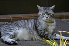 猫/なんか堂々としているなー