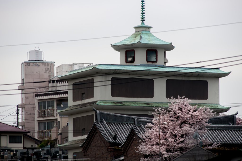 中国人墓地と桜/私的横浜