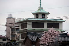 中国人墓地と桜/私的横浜