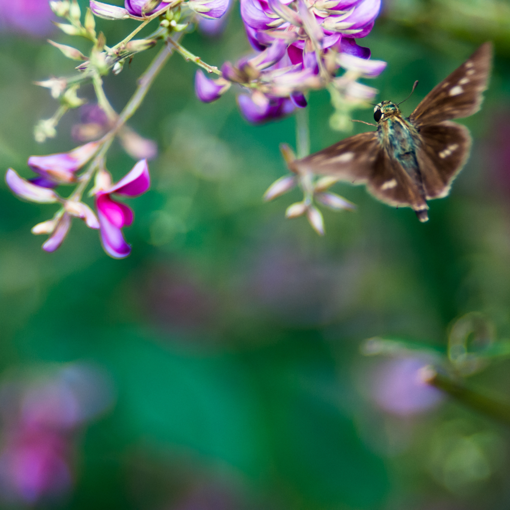 セセリ飛翔/◆新・花・草木+α
