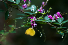 萩とキチョウ/(新)花・草木＋α