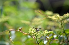 参考　レンズテスト/花・草木＋α