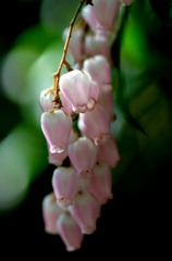 写真句/花・草木