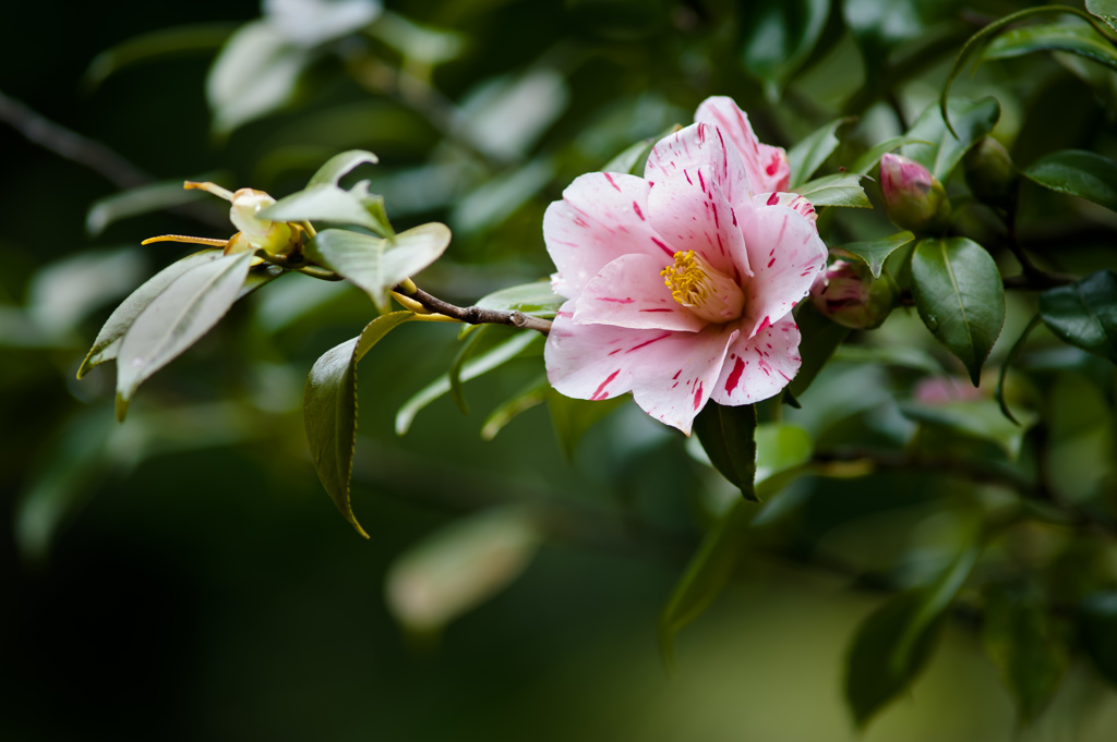 椿/私的花・草木