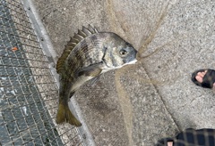 釣り好き専用 / 連敗を2で止める！
