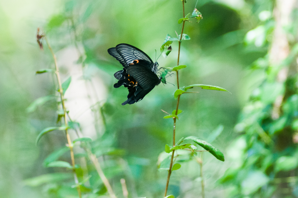 アゲハ交尾・２/組み写真３－１