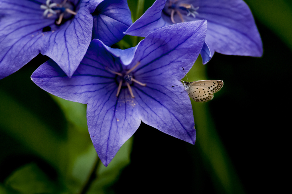 可愛いシジミ！