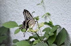 花・草木＋α/アゲハ３題　①