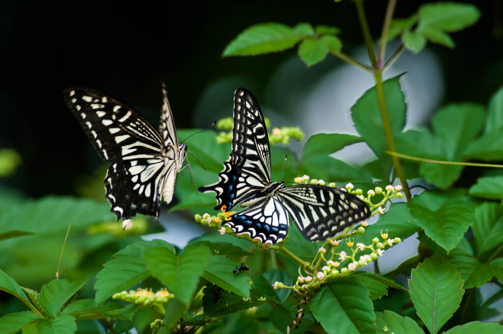 二頭のアゲハ・２