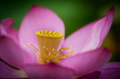蓮の花・３まで/私的花・草木