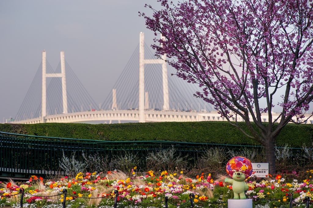 横浜の桜/新・花・草木