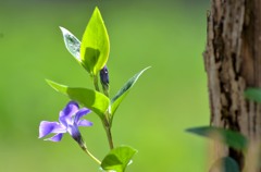 似た感じ！①/私的花・草木