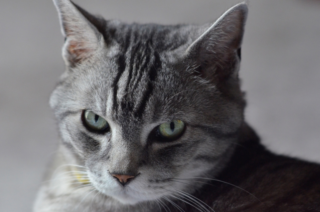 猫/猫前に撮れたかな…