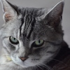 猫/猫前に撮れたかな…
