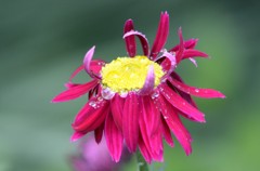 花・草木/除虫菊②