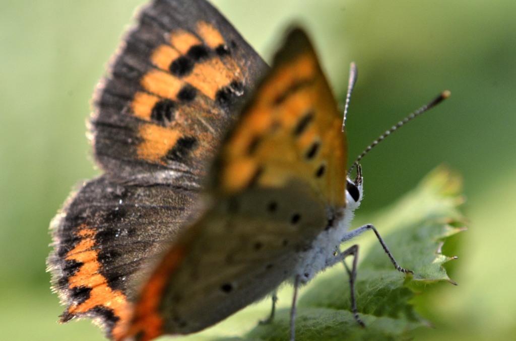 花・草木＋α/色々と②