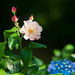 おすまししている？ / 私的花・草木
