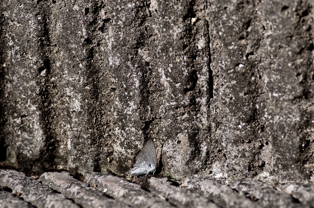 擬態している？/ まだ居る！・21