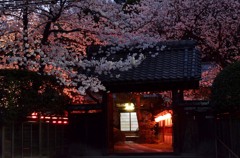 横浜Ｔ邸の桜　２題①