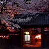 横浜Ｔ邸の桜　２題①