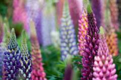花壇の花？/私的花・草木