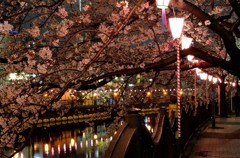 横浜/川べりの夜桜