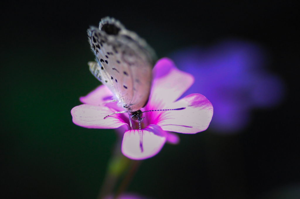 シジミチョウ・2