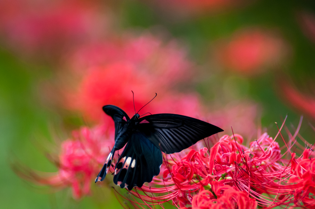 シリーズ・クロアゲハ８＆写真句/(新)◆花・草木＋α