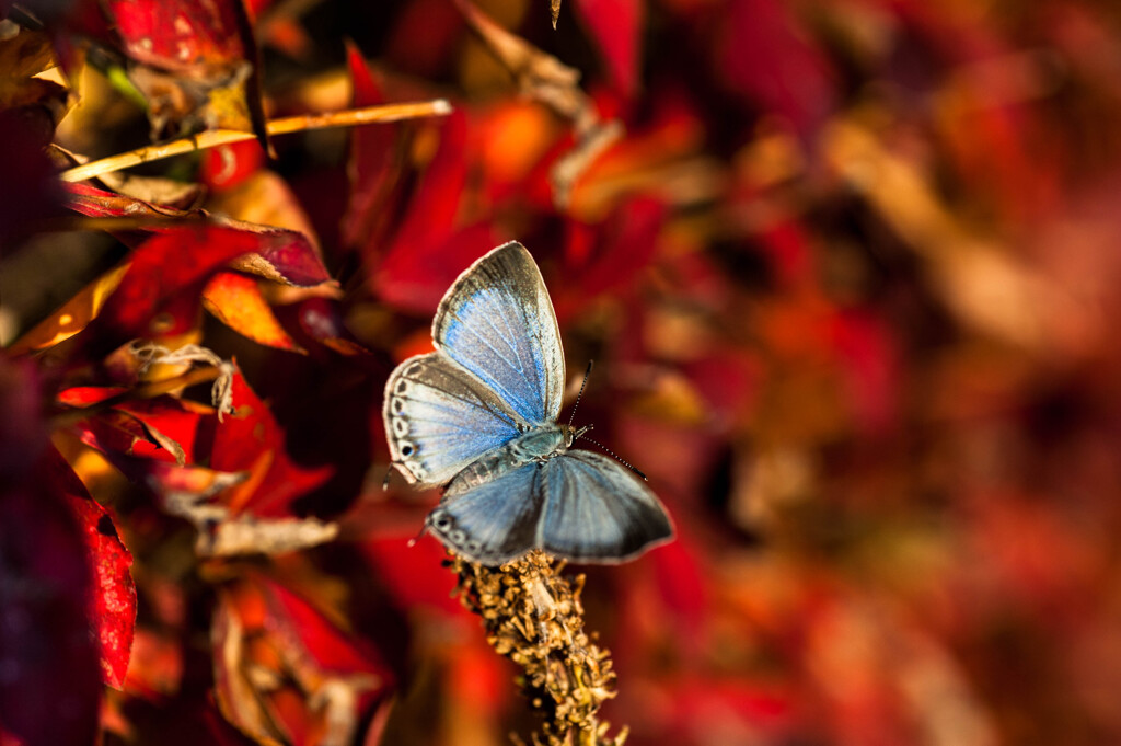 まだ居る！・16 / シジミ