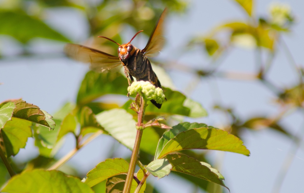 追加　どうでしょうか…/(新)花・草木＋α