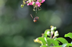 サーカスしてんの？　スズメバチ２題①/花・草木＋α