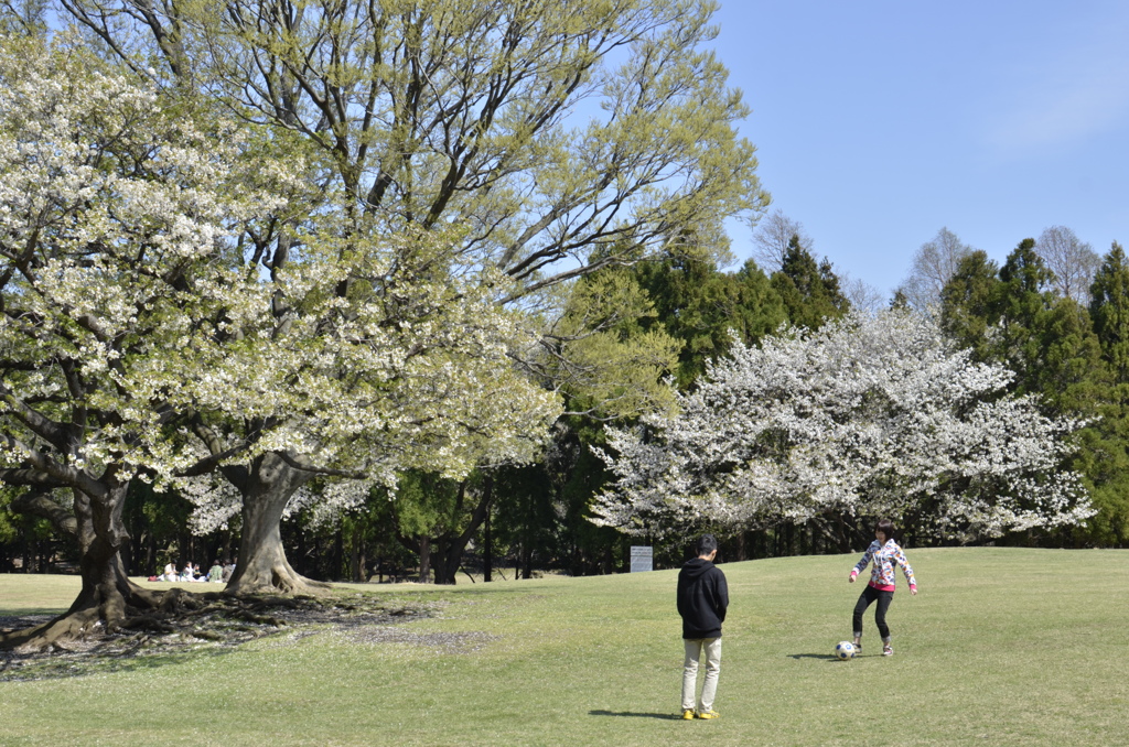 横浜/森林公園の桜風景２題　②