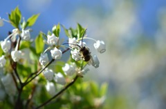 灯台躑躅とミツバチ/花・草木＋α