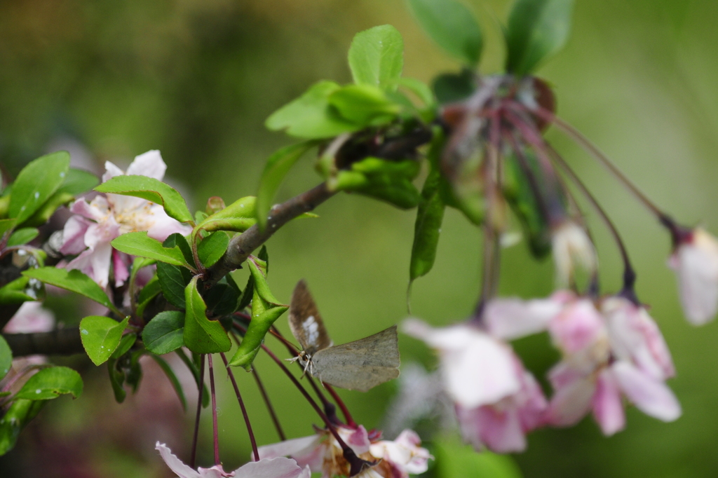 ウラギン飛翔/花・草木+α