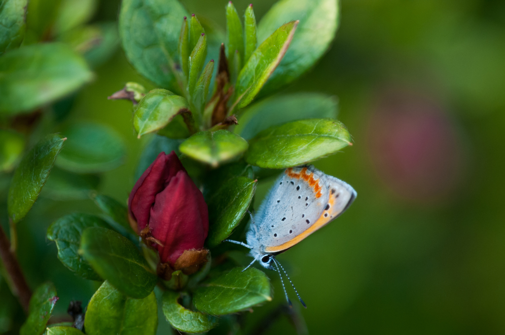 ベニシジミ/新・花・草木+α