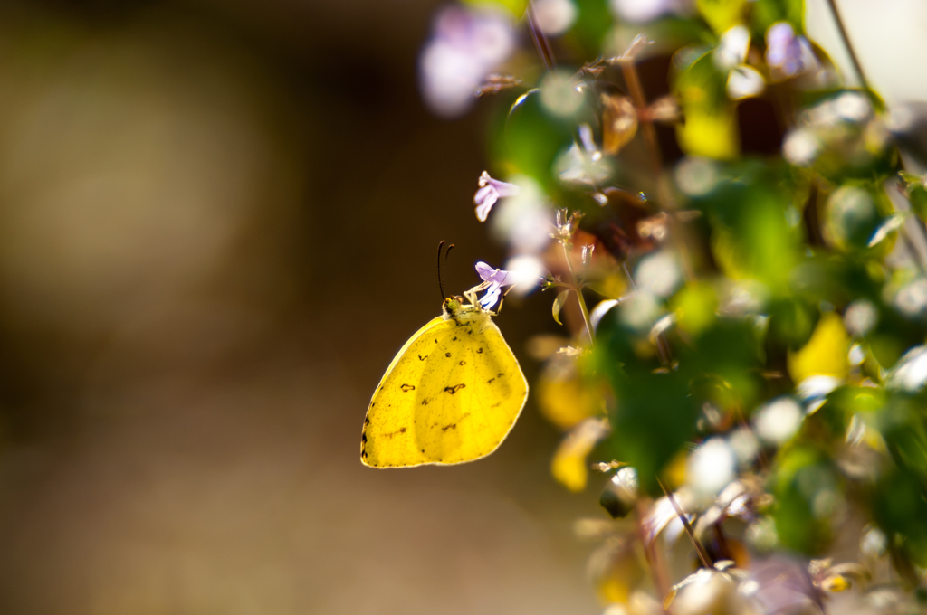 しぶとし冬チョウ/(新)花・草木＋α