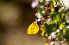 しぶとし冬チョウ/(新)花・草木＋α